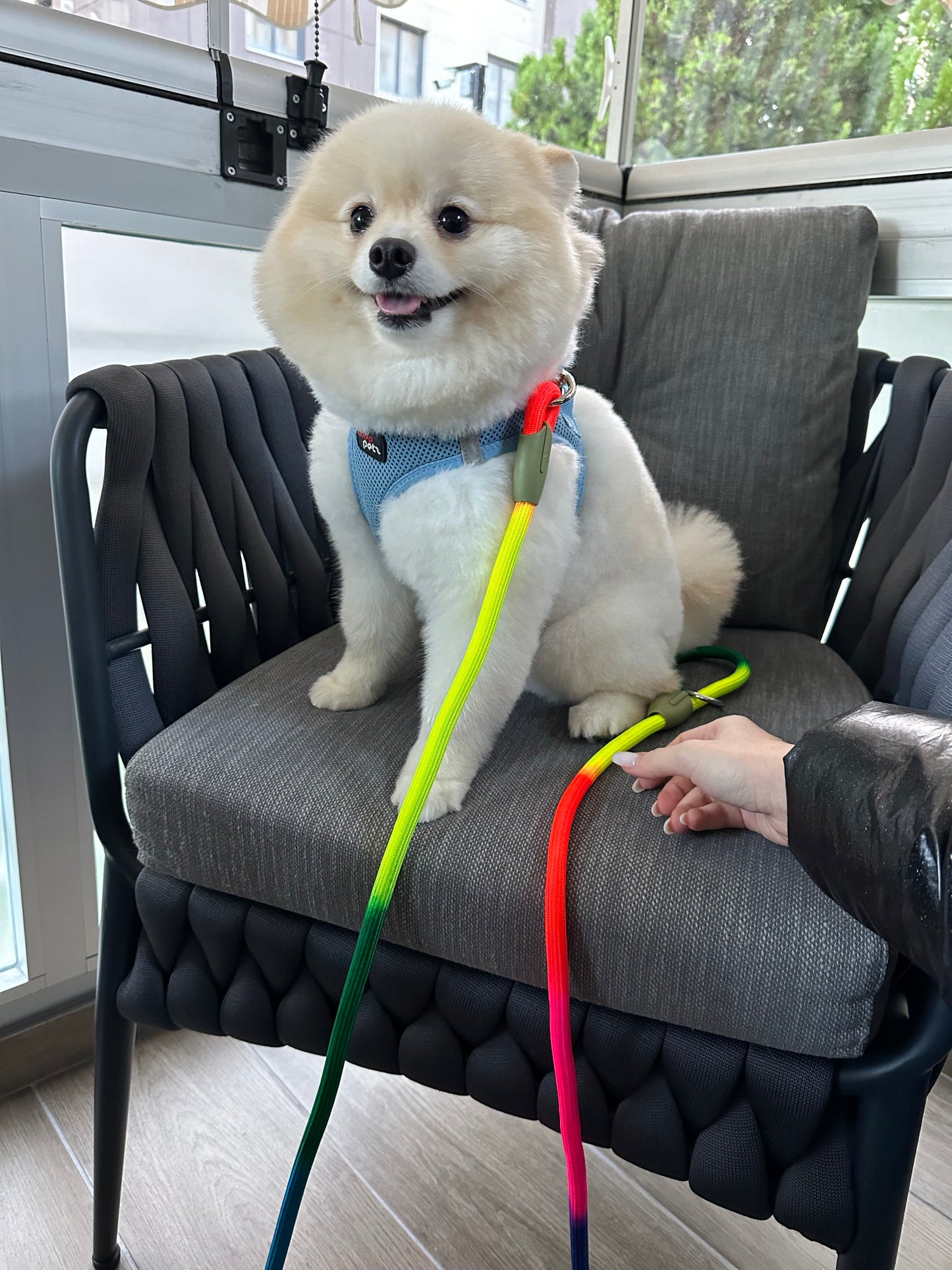 Hands-Free Dog Leash - Comfortable and Safe Walks 🦮😍